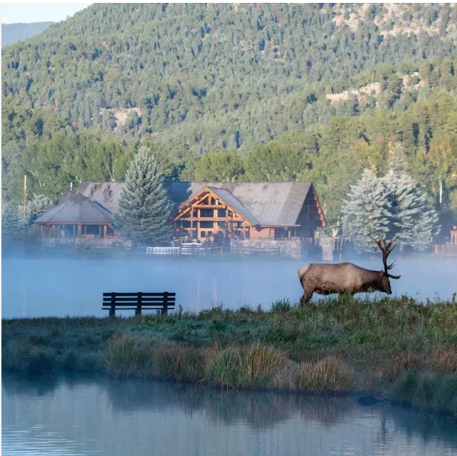 Misty morning in Conifer, Colorado with a bull elk beside a mountain lodge and pine forest