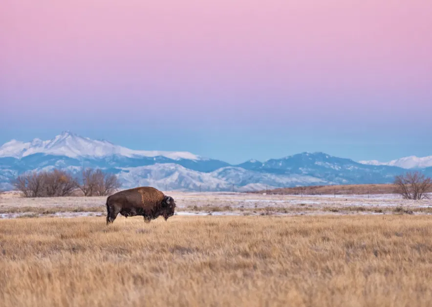 Bison grazing on the Commerce City prairie with the Rocky Mountain Front Range at dawn