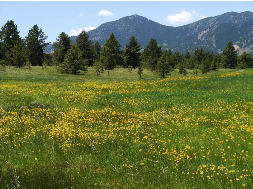 Golden wildflower meadow and Flatirons mountain views near Superior, Colorado